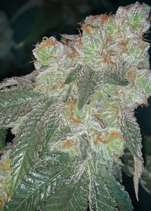 SinMintZ by SinCity Seeds, Photoperiod cannabis strain