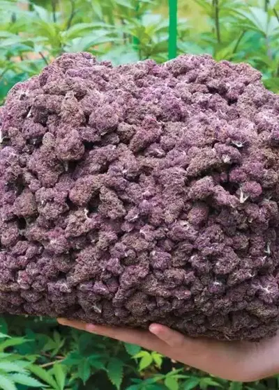 Sirius Black by Oregon Breeders Group cannabis strain