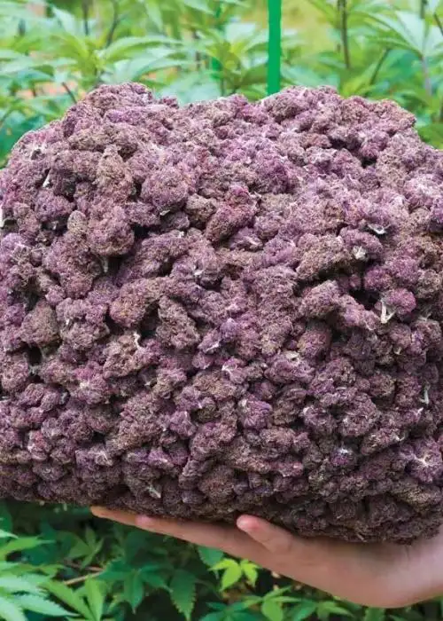 Sirius Black by Oregon Breeders Group cannabis strain