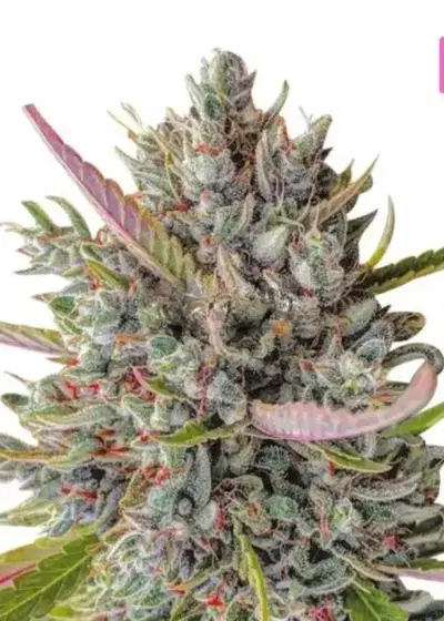 Skittelz by Hy-seeds, Photoperiod cannabis strain