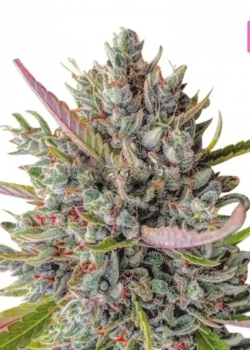 Skittelz by Hy-seeds, Photoperiod cannabis strain