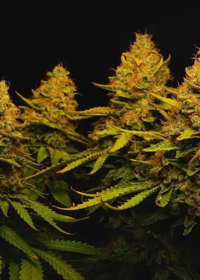 Skull Fuck AUTO by Inseedious Seeds, Autoflower cannabis strain