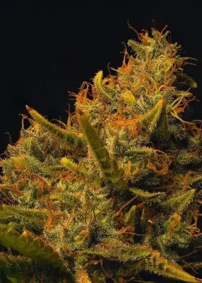 Skull Fuck by Inseedious Seeds, Photoperiod cannabis strain