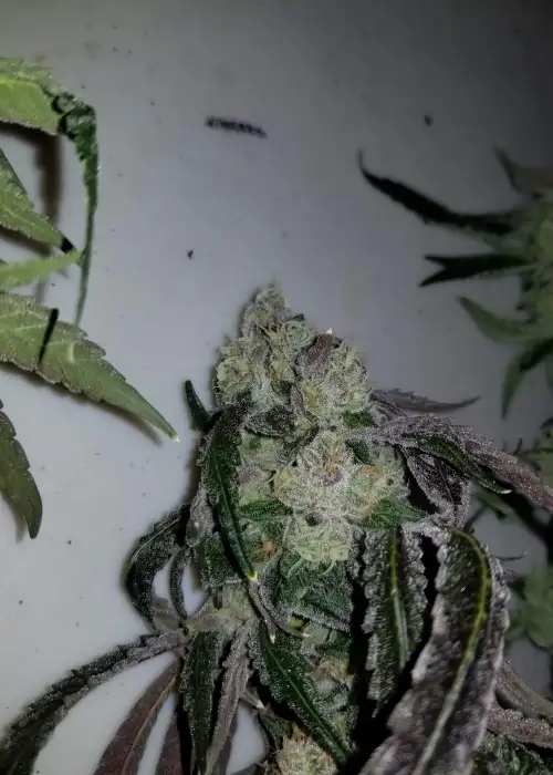 Skullcap by Karma Genetics, Photoperiod cannabis strain