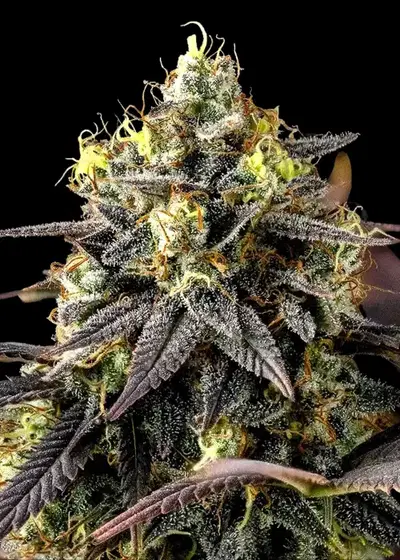 Skunch by Dirty Bird Genetics, Photoperiod cannabis strain