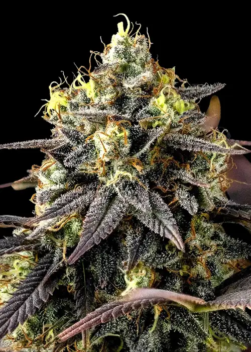 Skunch by Dirty Bird Genetics, Photoperiod cannabis strain