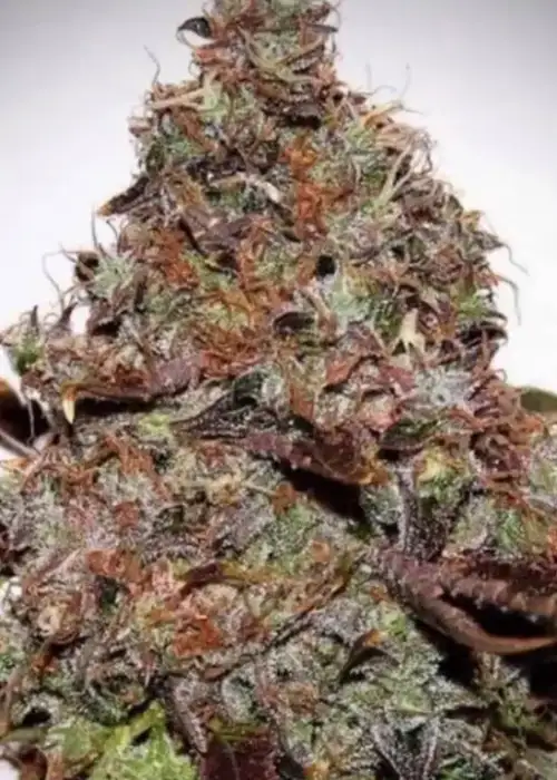 Skunk #1 Auto by Herbies USA Express, Autoflower cannabis strain