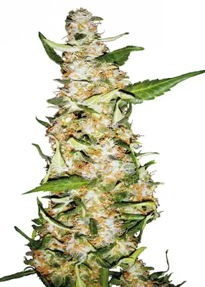 Skunk #1 Automatic by White Label, Autoflower cannabis strain