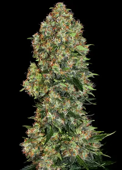Skunk 1 cannabis strain