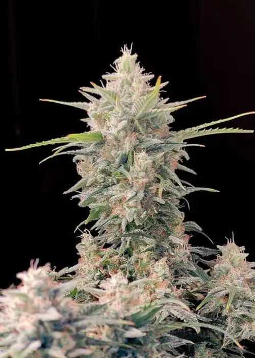 Skunk Auto by Strain Hunters, Autoflower cannabis strain