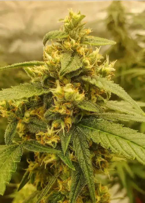 Skunk Autoflower by Coastal Mary Seeds, Autoflower cannabis strain