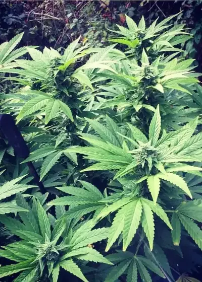 Skunk Deluxe Auto by Aztech, Autoflower cannabis strain