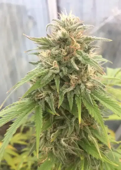Skunk Deluxe by Aztech, Photoperiod cannabis strain