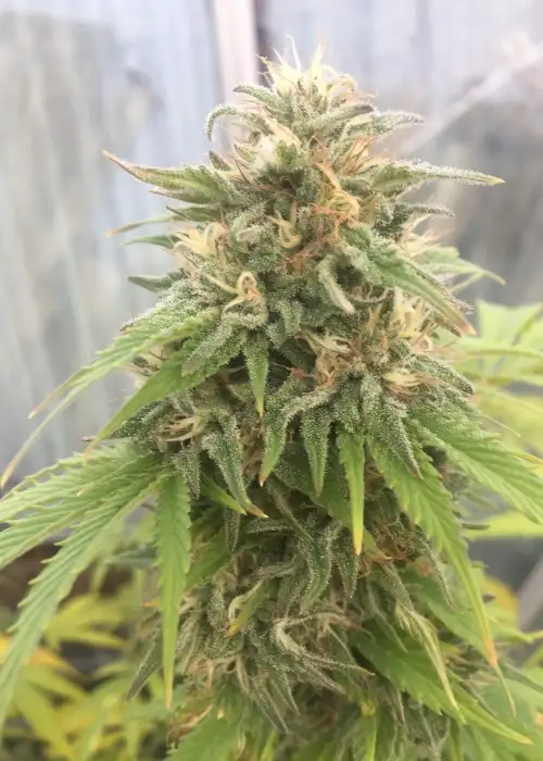 Skunk Deluxe by Aztech, Photoperiod cannabis strain
