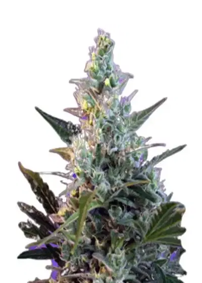 Skunk Fast Version by Rocket Seeds, Photoperiod cannabis strain