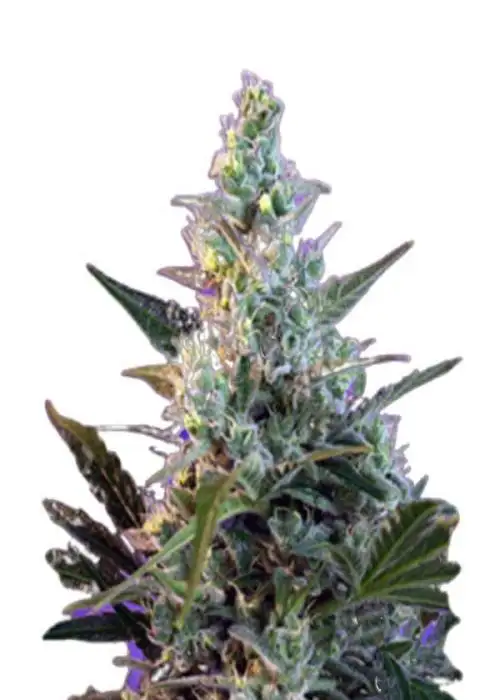 Skunk Fast Version by Rocket Seeds, Photoperiod cannabis strain