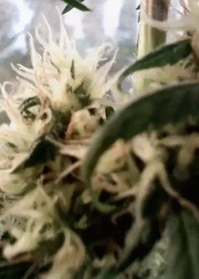Skunk Haze by Ceres seeds, Photoperiod cannabis strain