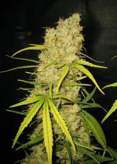 Skunk Special by Female Seeds, Photoperiod cannabis strain