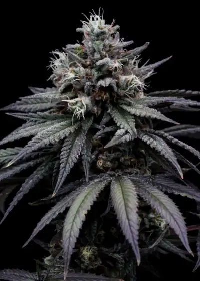 Skunk T by The High Chameleon, Photoperiod cannabis strain