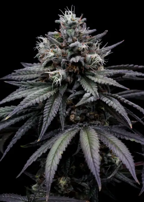 Skunk T by The High Chameleon, Photoperiod cannabis strain