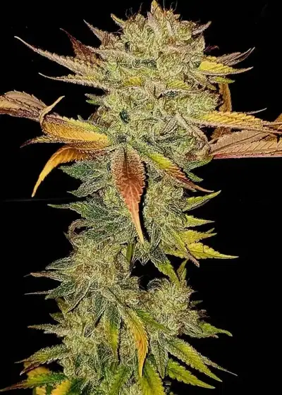Skylotus by Bodhi Seeds, Photoperiod cannabis strain