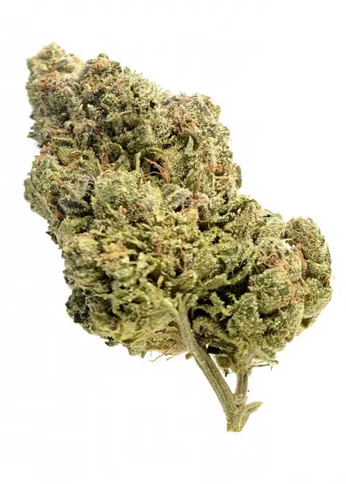 Skyrocket by Amsterdam Genetics, Photoperiod cannabis strain