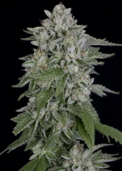 Skywalka Cookies by Big Head Seeds, Photoperiod cannabis strain