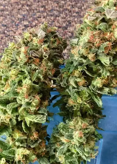 Skywalka Ghost Kush by Big Head Seeds, Photoperiod cannabis strain