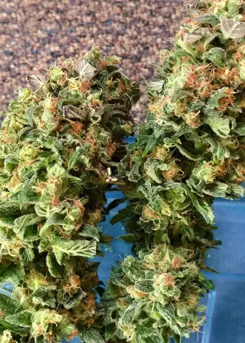 Skywalka Ghost Kush by Big Head Seeds, Photoperiod cannabis strain