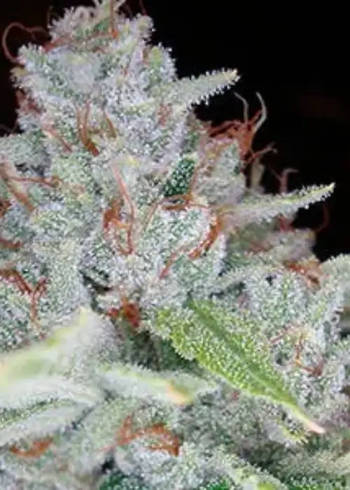 Skywalker Feminized by Niagara Seed Bank, Photoperiod cannabis strain