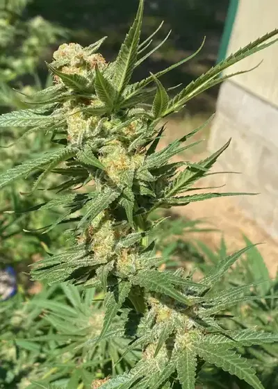 Skywalker Ghost x Triangle Kush by I49 Seed Bank, Photoperiod cannabis strain