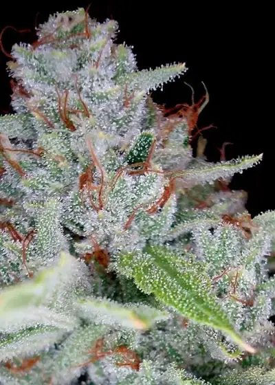 Skywalker Kush by Reserva Privada, Photoperiod cannabis strain