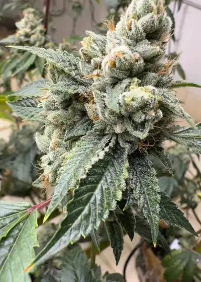 Skywalker OG x NL#5 by Authentic Genetics, Photoperiod cannabis strain