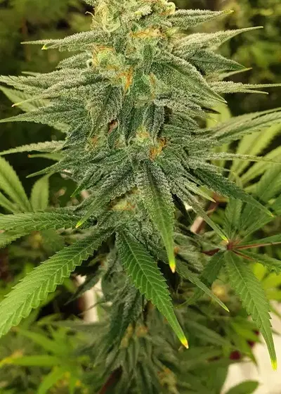 Skywalker OG by Mediseed Man, Photoperiod cannabis strain