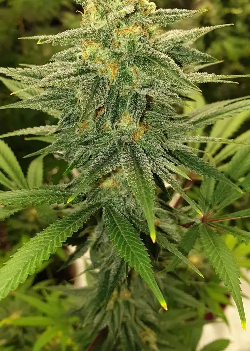 Skywalker OG by Mediseed Man, Photoperiod cannabis strain