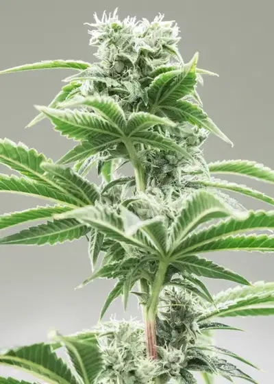 Skywalker by Dutch-Headshop Seeds, Photoperiod cannabis strain