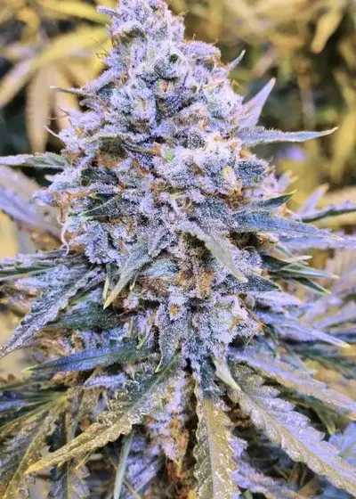 SLAMberry by Speedrun Seeds, Autoflower cannabis strain