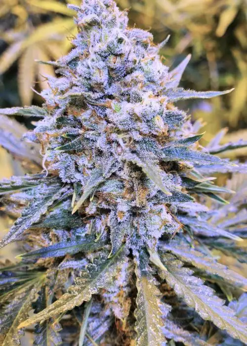 SLAMberry by Speedrun Seeds, Autoflower cannabis strain