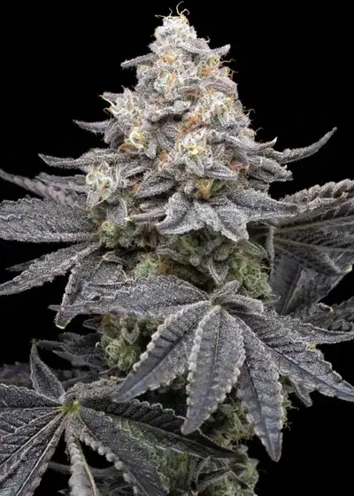 Sleepy Joe OG by Premium Cultivars, Photoperiod cannabis strain