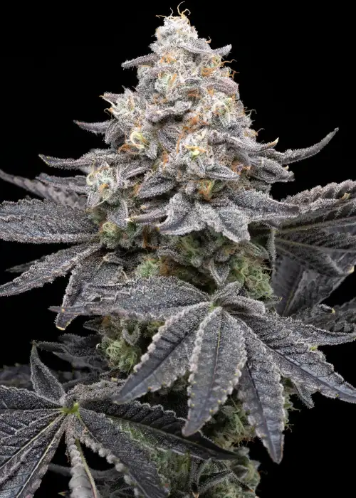 Sleepy Joe OG by Premium Cultivars, Photoperiod cannabis strain