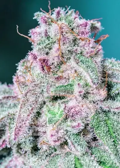 Sleepy Joe S1 by CopyCat Genetics, Photoperiod cannabis strain