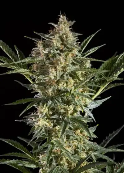 Sleepy Yoda Auto by Philosopher Seeds, Autoflower cannabis strain