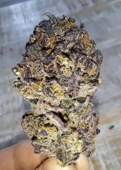 Slimer by Crossbone Genetics, Autoflower cannabis strain