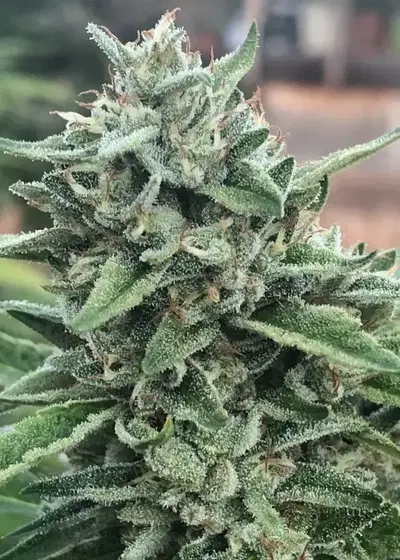 Sloppy Box by Exotic Genetix, Photoperiod cannabis strain