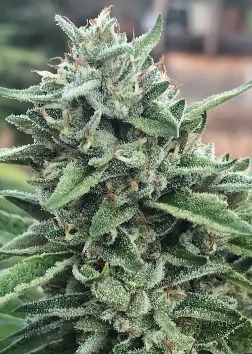 Sloppy Box by Exotic Genetix, Photoperiod cannabis strain