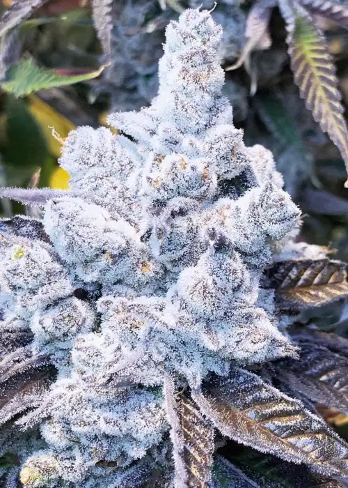 Slurricane #7 S1 by In House Genetics, Photoperiod cannabis strain