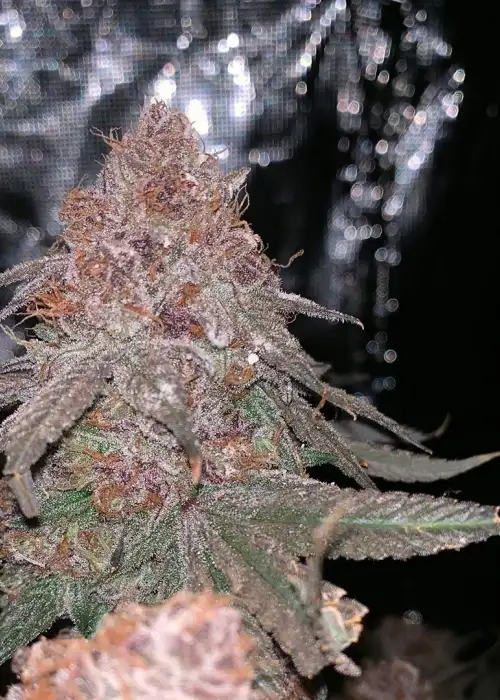 Slurricane IX by In House Genetics, Photoperiod cannabis strain