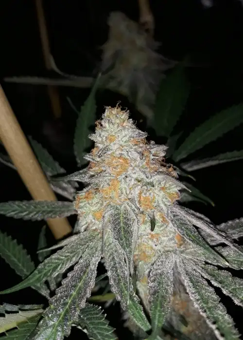 Slurricane by Premium Cultivars, Photoperiod cannabis strain