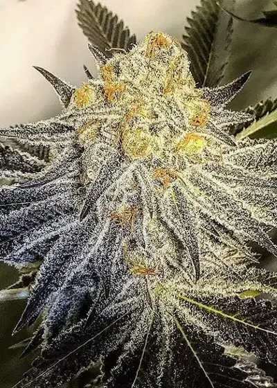 Slyme Cookies by SinCity Seeds, Photoperiod cannabis strain
