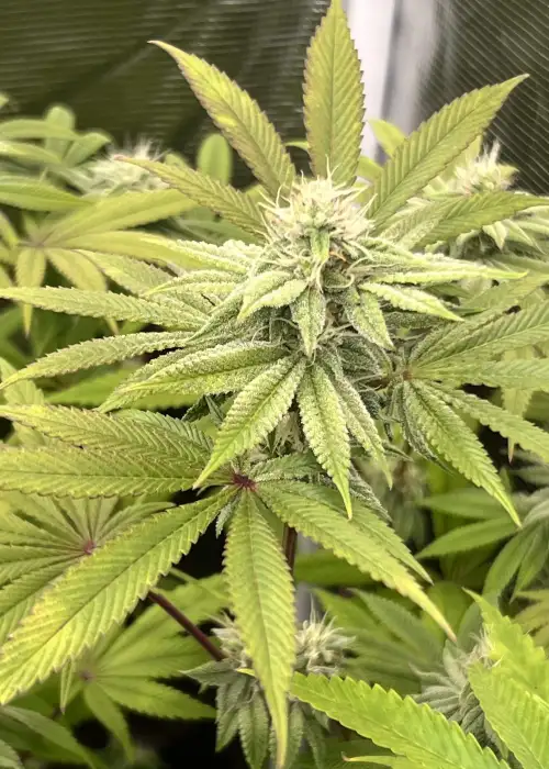 Smile Now Cry Laterz by Solfire Gardens, Photoperiod cannabis strain